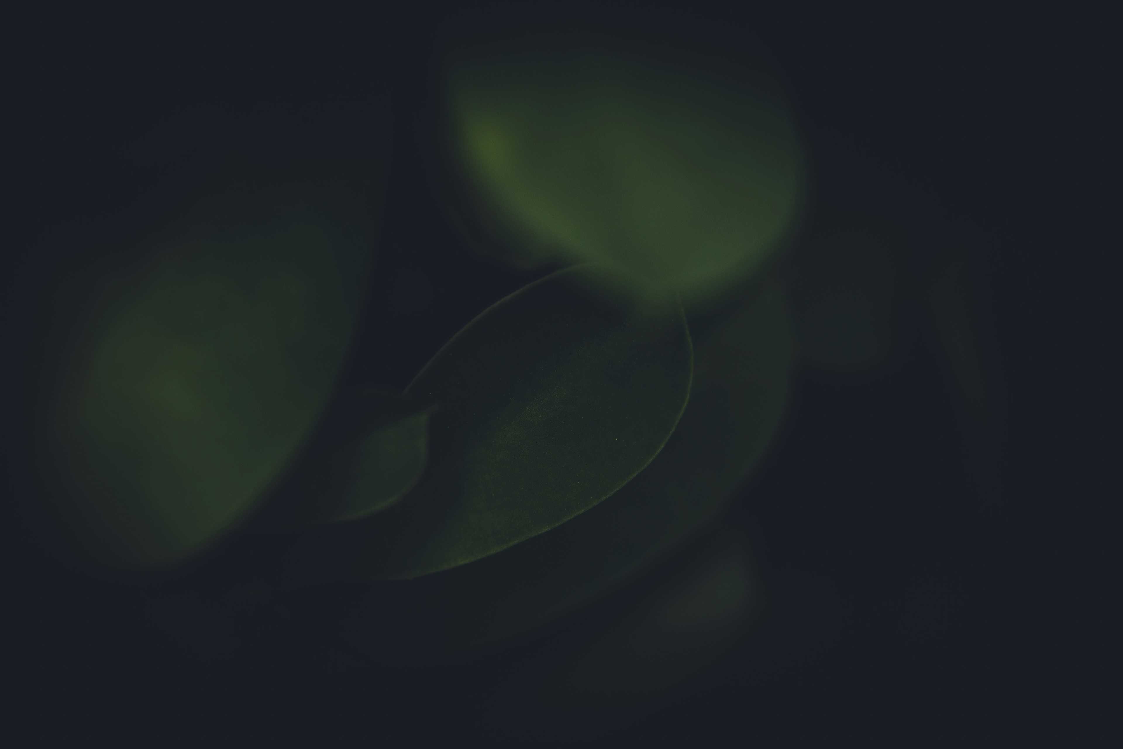 Image de couverture de l'article Optimiser l'expérience utilisateur avec un module de recadrage d'images en ligne : enjeux et solutions