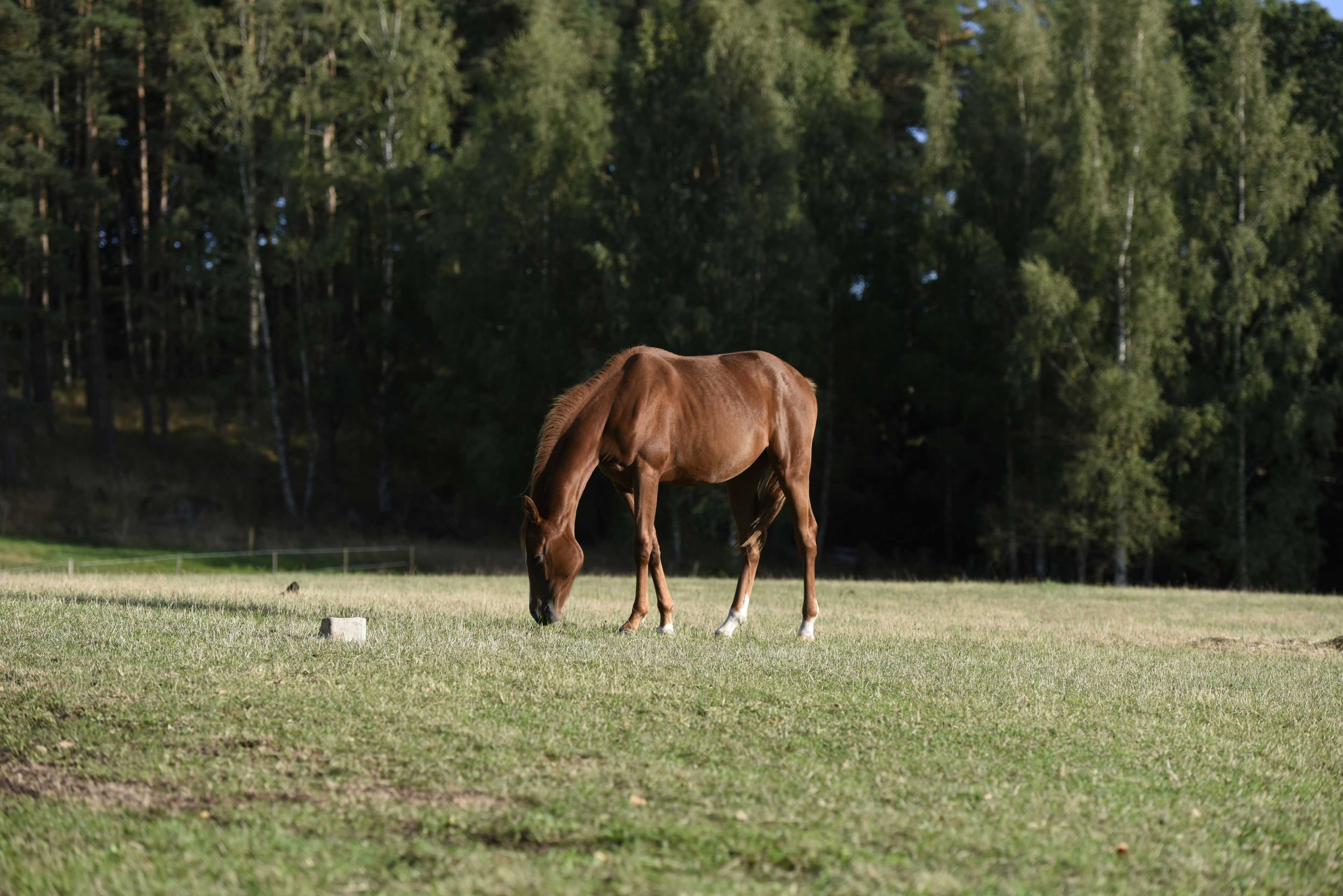 Image de couverture de l'article Comment optimiser le référencement de votre centre équestre pour attirer plus de clients