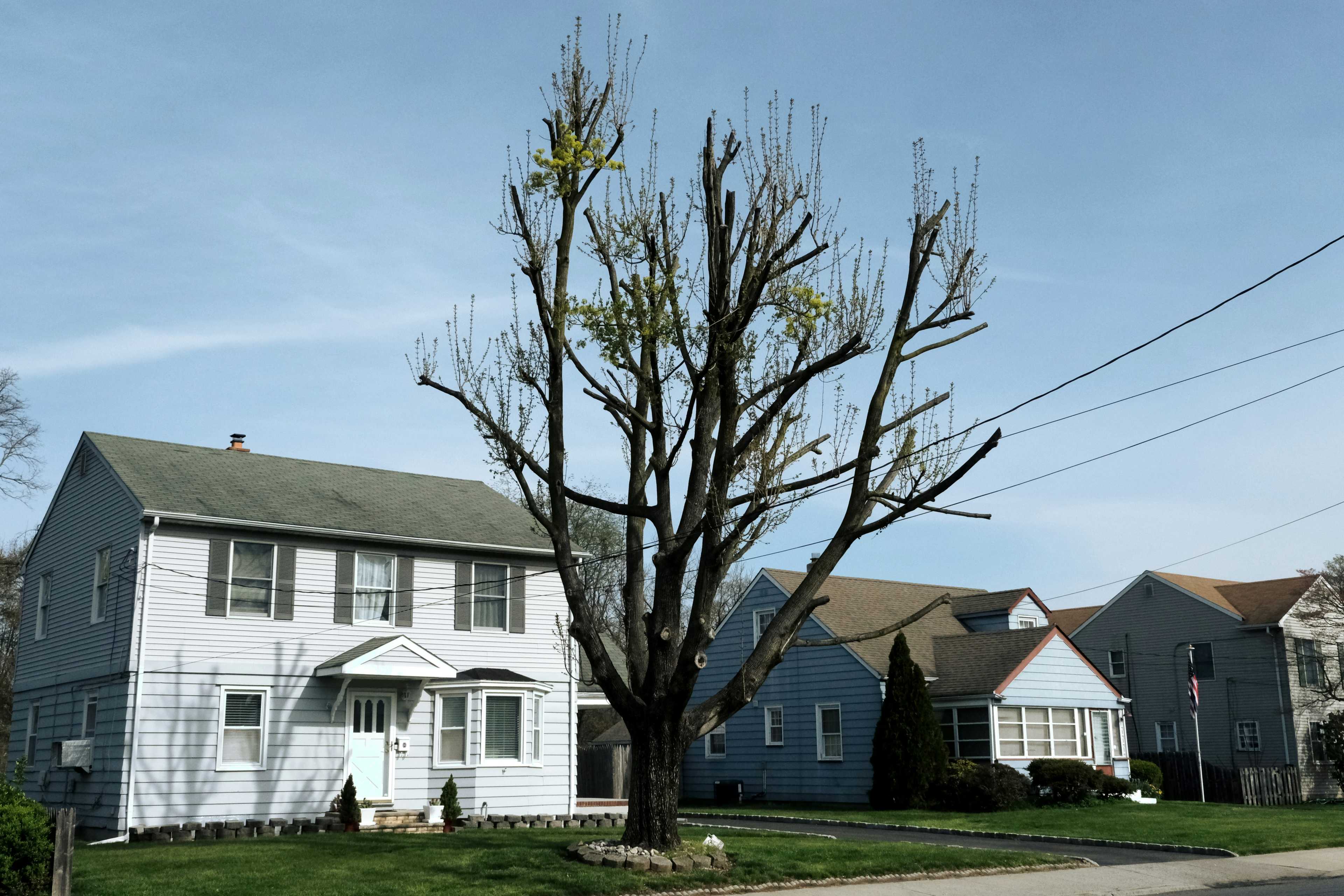 Image de couverture de l'article Comment booster votre entreprise d'élagage grâce à une présence digitale stratégique