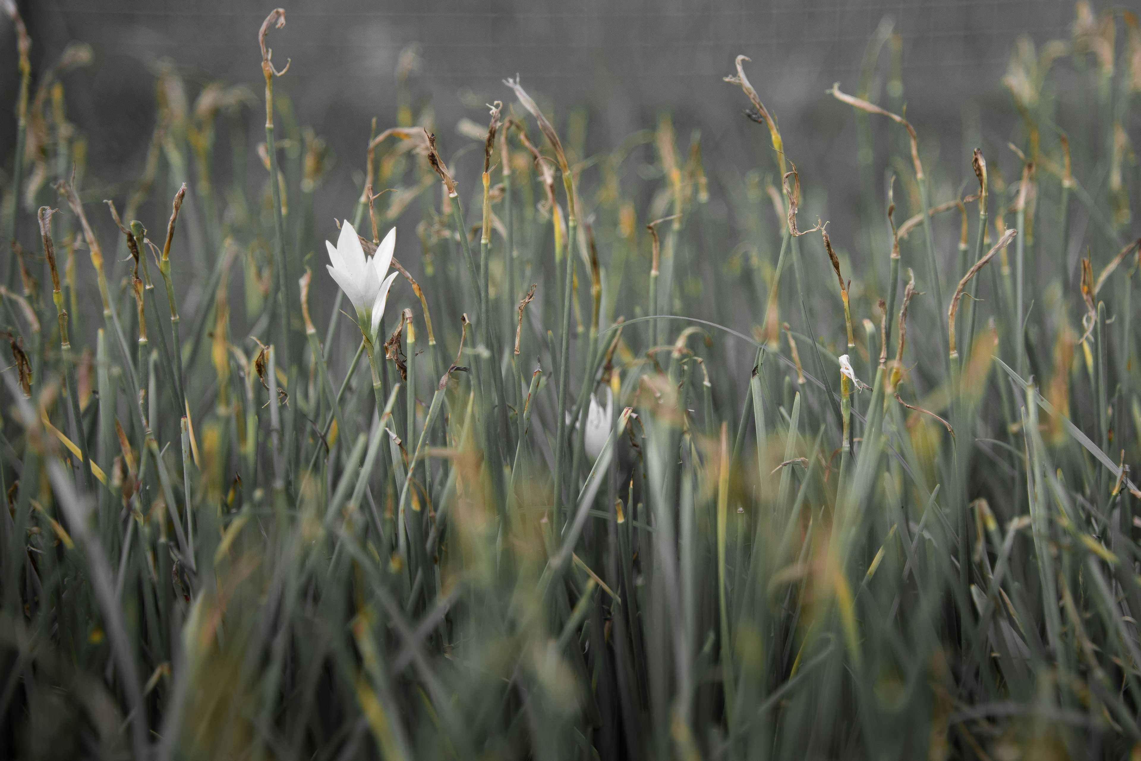 Image de couverture de l'article Créer un webzine culturel exclusif : Comment valoriser votre contenu artistique en ligne