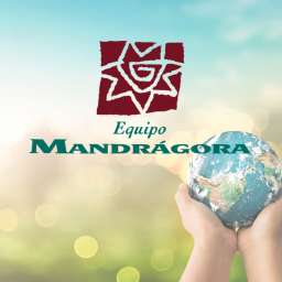 Mandragora