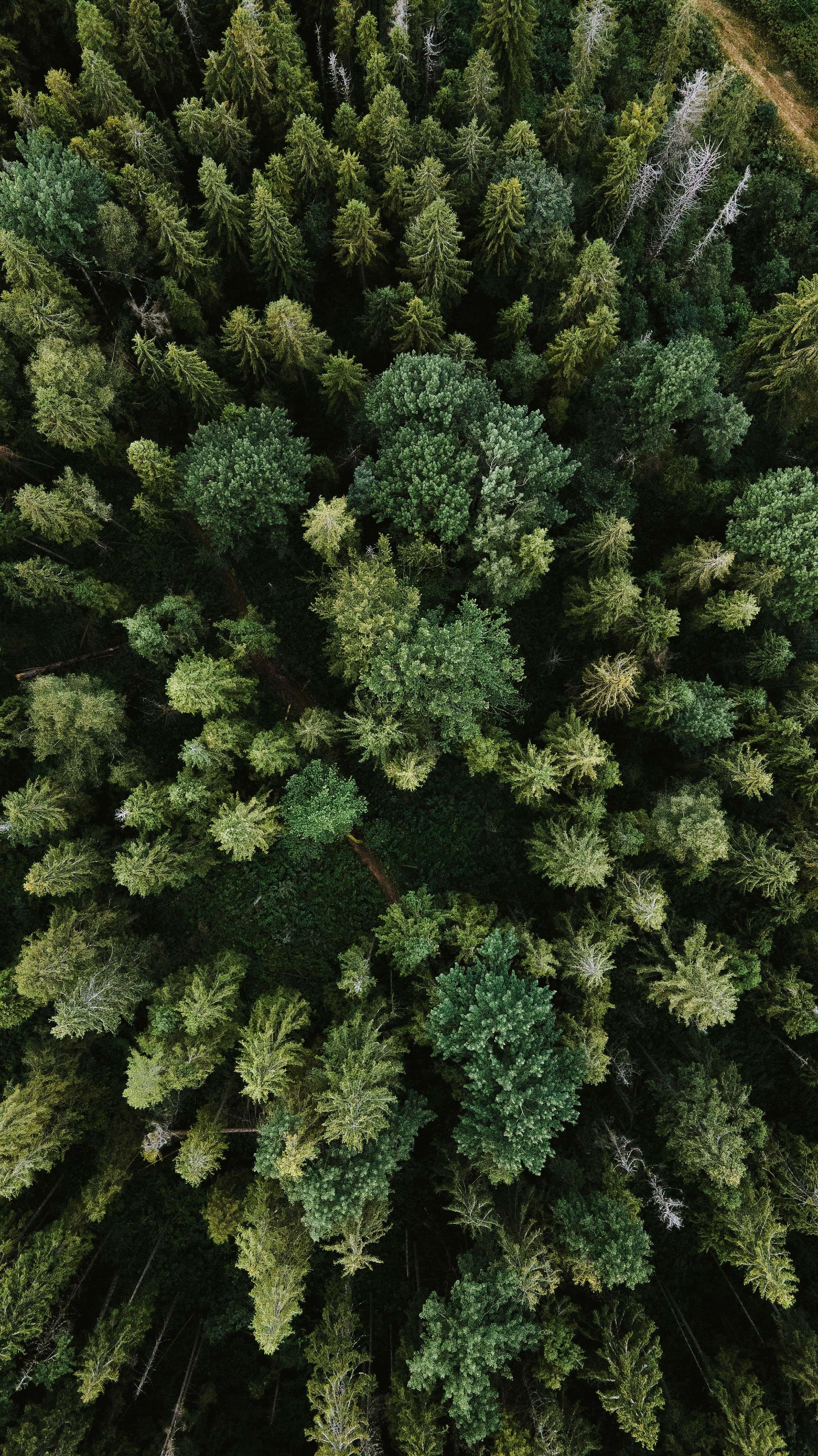 Arbres — Platane
